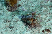 Lobatus sp-Bonaire South Bay-6m-20180218-Denis-ADER-DSC_6548_tn